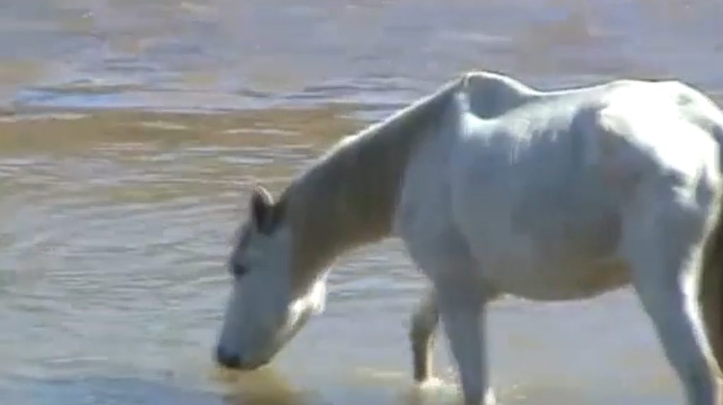 O Redemunho (Trailer Oficial)