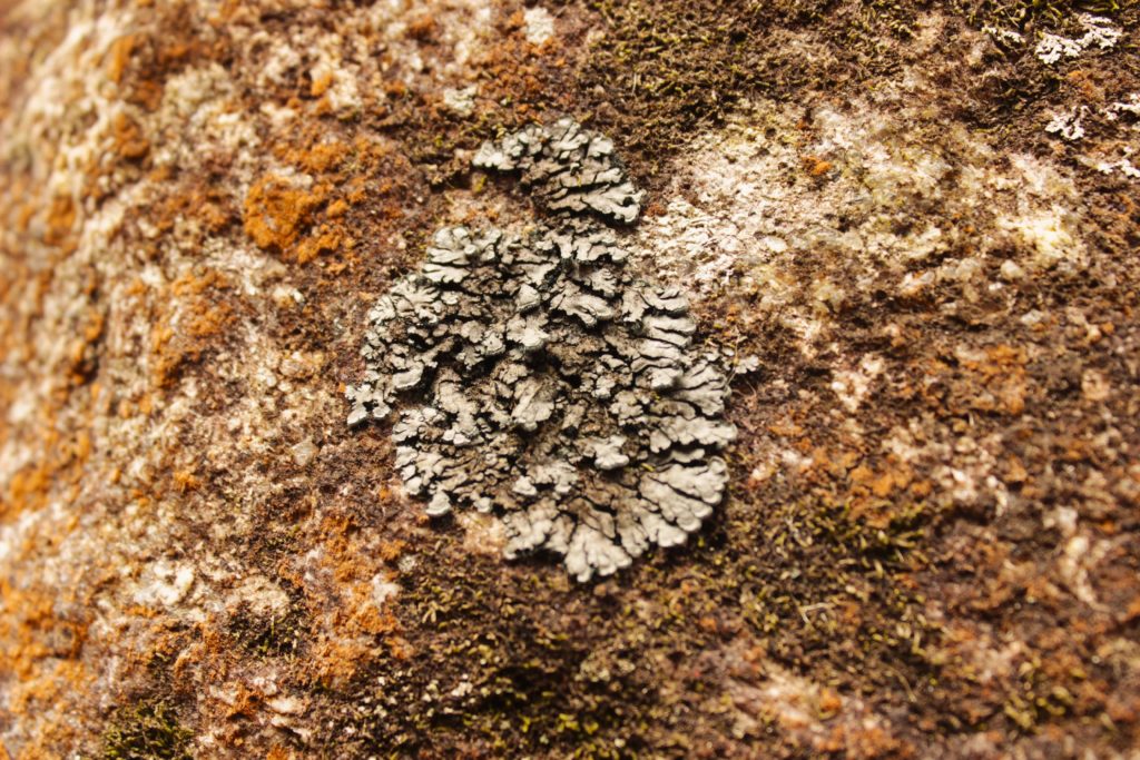 Verdades predicativas