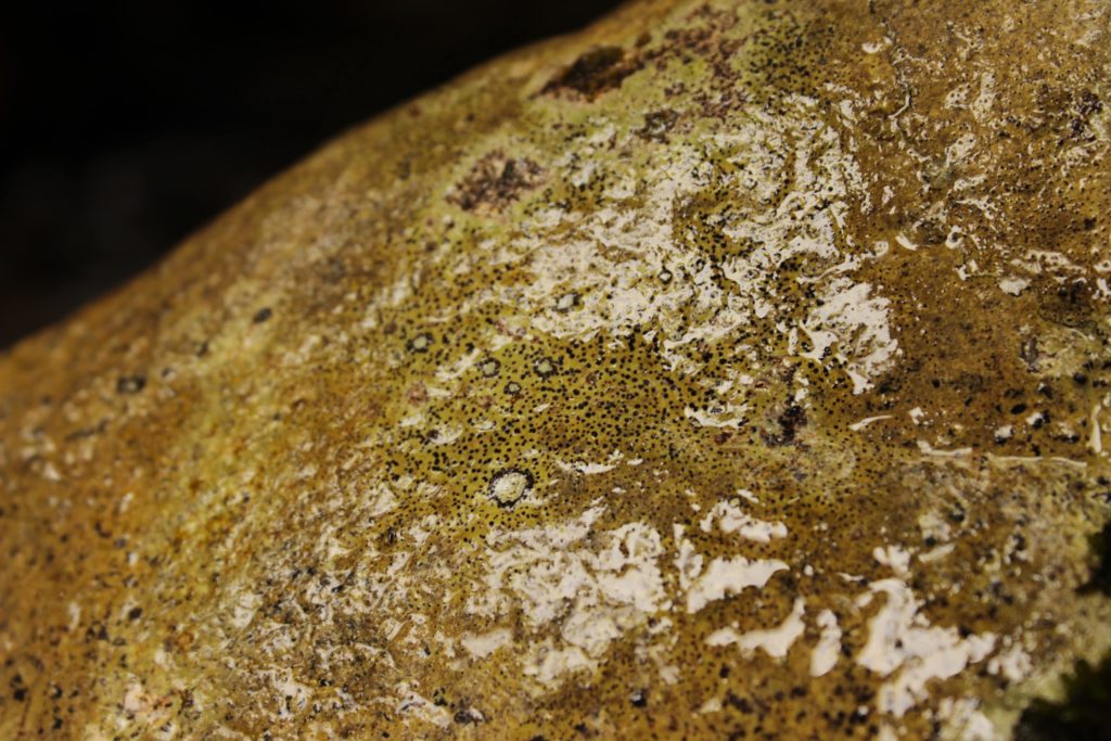 Um espaço que fosse só língua