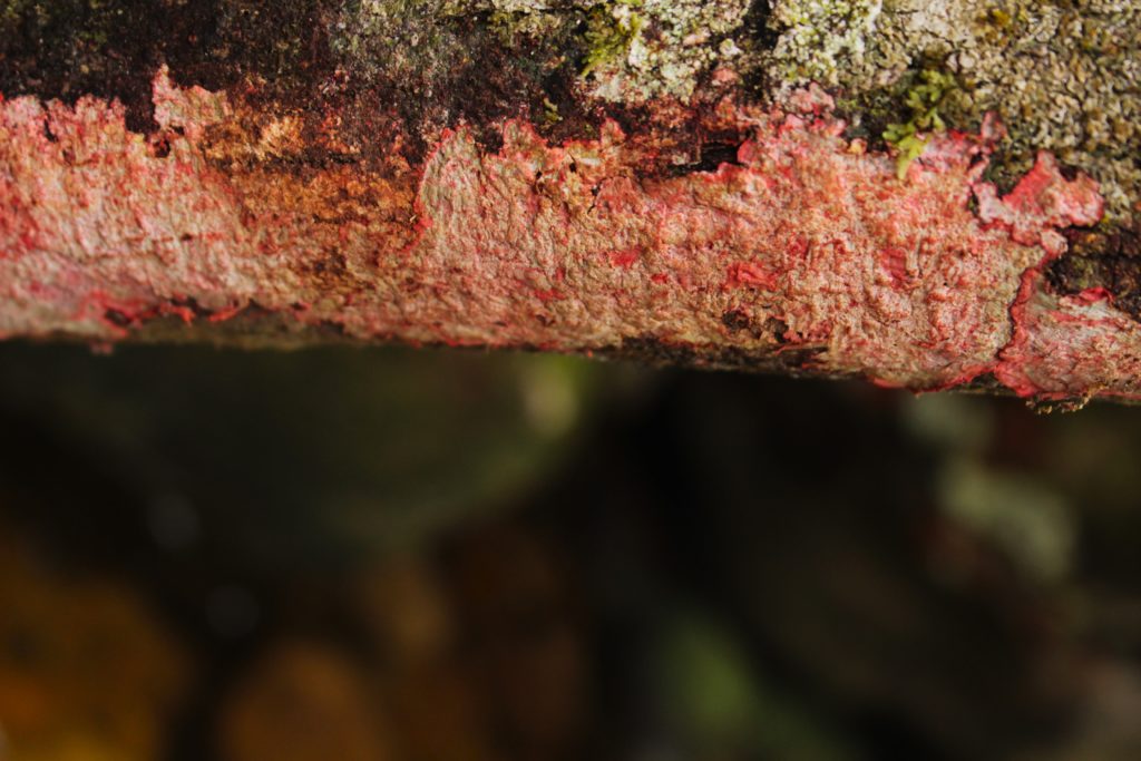 Mito, Filosofia e Literatura